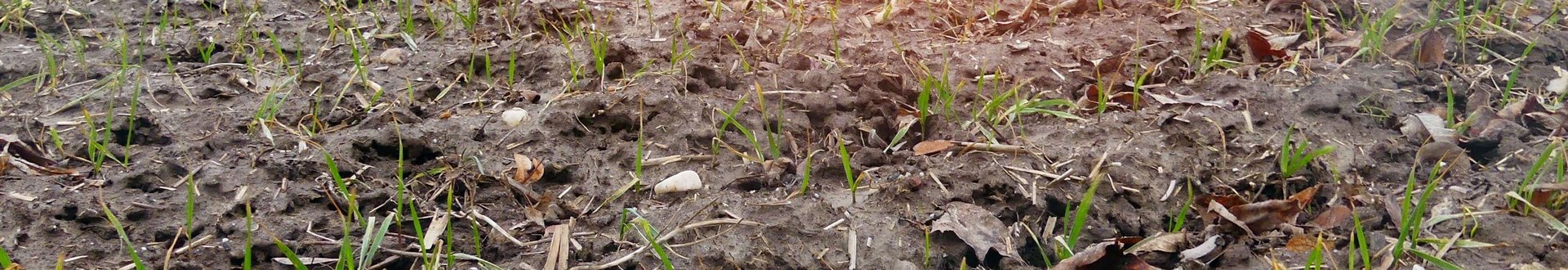 Feld mit nassem Boden und nur kleinen Getreidepflanzen